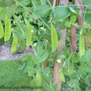 Garden Peas